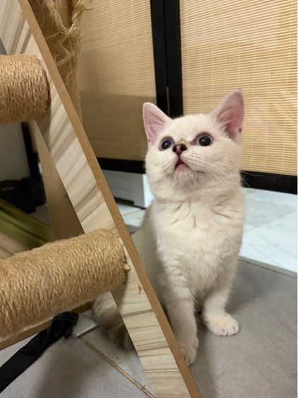 สก็อตติช โฟลด์ (Scottish Fold) เด็กหญิงสก็อตติชสีพ้อย