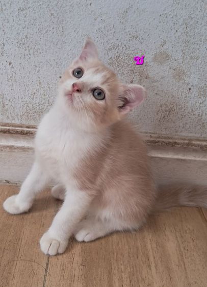 ลูกแมว scottish Fold  รูปที่ 5