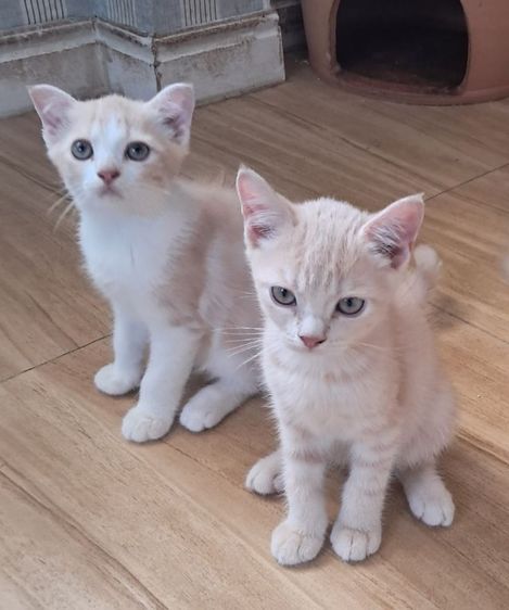 ลูกแมว scottish Fold  รูปที่ 9
