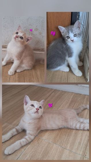 ลูกแมว scottish Fold 