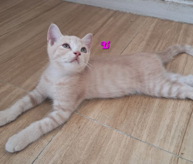 ลูกแมว scottish Fold  รูปที่ 7