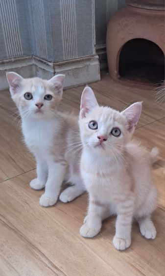 ลูกแมว scottish Fold  รูปที่ 8