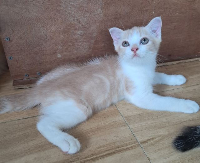 ลูกแมว scottish Fold  รูปที่ 6