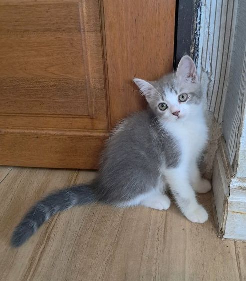 ลูกแมว scottish Fold  รูปที่ 10