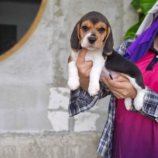 บีเกิล (Beagle) เล็ก ลูกสุนัขบีเกิ้ลเพศเมีย มีใบเพ็ด
