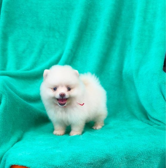 ปอมเมอเรเนียน (Pomeranian) เล็ก ลูกปอมเมอเรเนี่ยนหมีๆ
