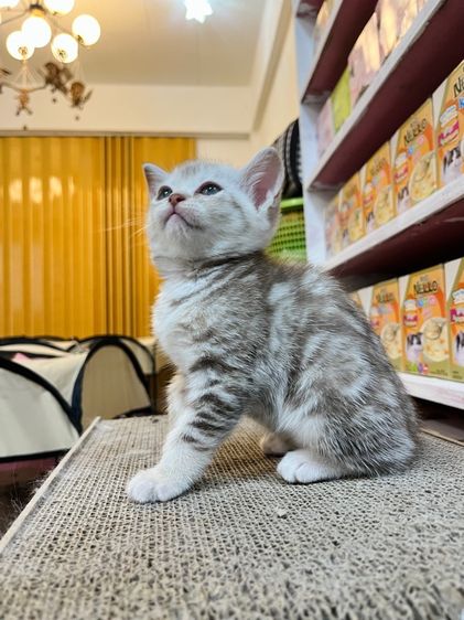 อเมริกันช็อตแฮร์ สีออกควันบุหรี่