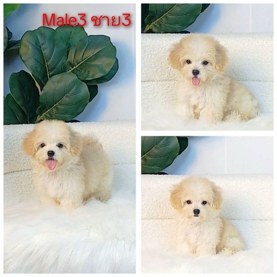 มอลทีส (Maltese) เล็ก maltipoo มอลติพู เพศผู้ สีน้ำตาลขาว พร้อมวัคซีน5โรคเข็มแรก ถ่ายพยาธิ ใบรับรองจากสัตว์แพทย์ รับประกันสุขภาพ ส่งได้ทั่วไทย