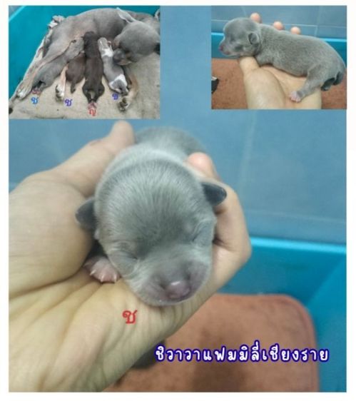 ชิวาวา (Chihuahua) ชิวาวาแท้ไซส์เล็ก 