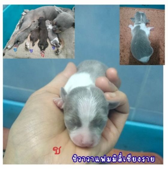 ชิวาวา (Chihuahua) ชิวาวาไซส์เล็กลายวัวขาวไลแล็ค
