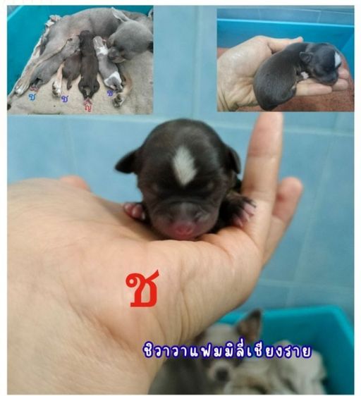 ชิวาวา (Chihuahua) ชิวาวาไซส์เล็กสีช็อค
