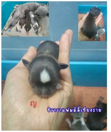 ชิวาวา (Chihuahua) ชิวาวาแท้ไซส์เล็กสีช็อค
