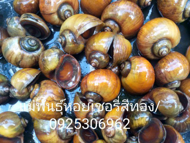 หอยเชอรี่สีทองมงคล รูปที่ 9