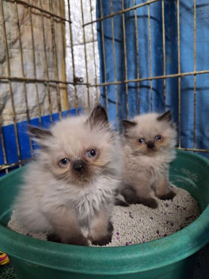 ลูกแมวหิมาลายัน รูปที่ 14