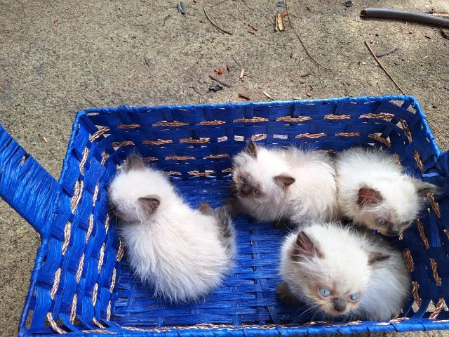 ลูกแมวหิมาลายัน รูปที่ 16