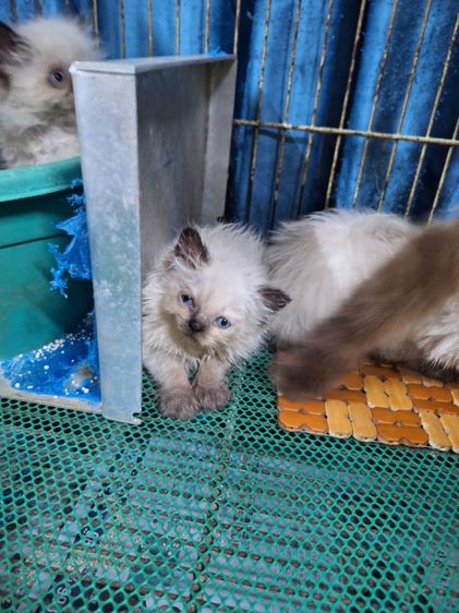 ลูกแมวหิมาลายัน รูปที่ 11