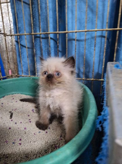 ลูกแมวหิมาลายัน รูปที่ 12