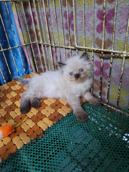 ลูกแมวหิมาลายัน รูปที่ 8