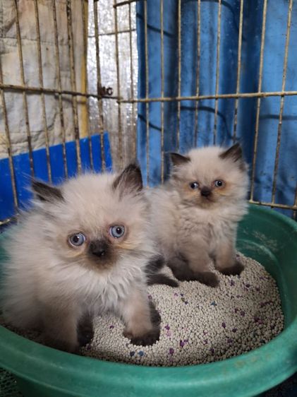 ลูกแมวหิมาลายัน รูปที่ 15