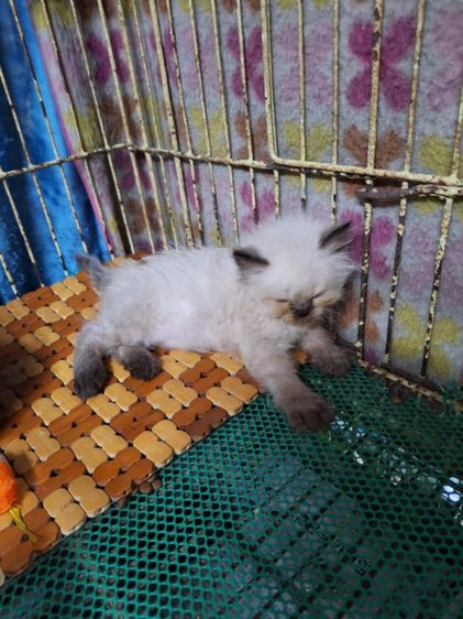 ลูกแมวหิมาลายัน รูปที่ 3