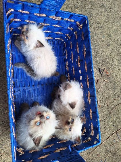 ลูกแมวหิมาลายัน รูปที่ 18