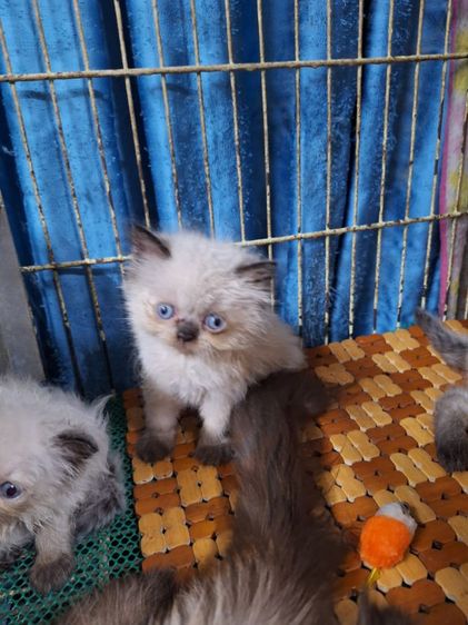 ลูกแมวหิมาลายัน รูปที่ 6