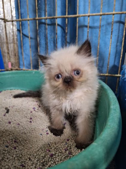 ลูกแมวหิมาลายัน รูปที่ 2