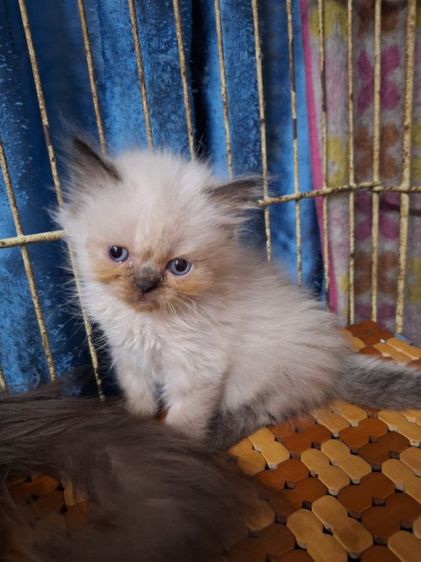 ลูกแมวหิมาลายัน รูปที่ 10