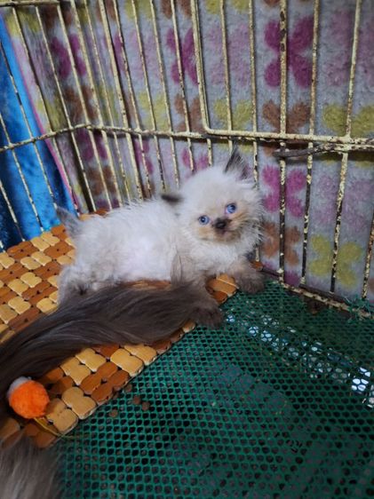 ลูกแมวหิมาลายัน รูปที่ 9