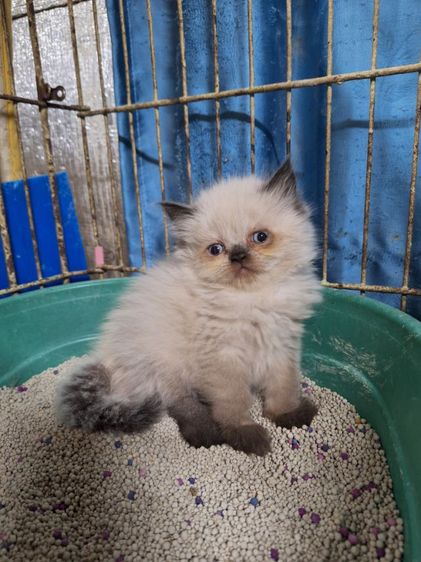 ลูกแมวหิมาลายัน รูปที่ 13