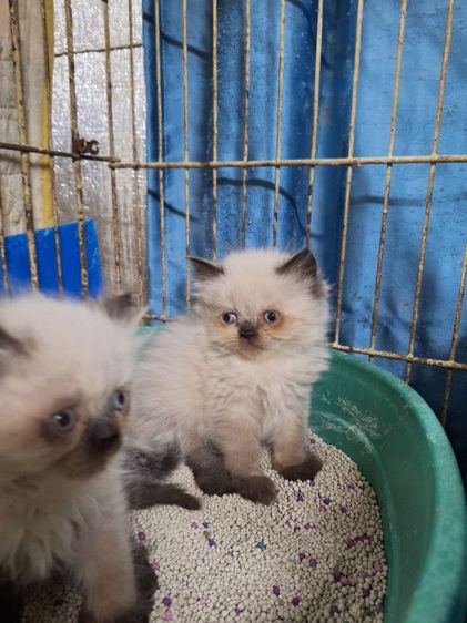 ลูกแมวหิมาลายัน รูปที่ 17