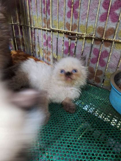 ลูกแมวหิมาลายัน รูปที่ 4