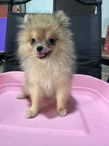 เล็ก ปอมเมอเรเนียน (Pomeranian) ปอมเพศเมีย
