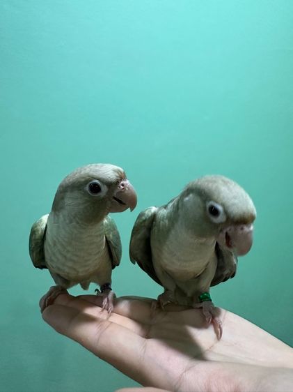 กรีนชีคบลูชินนามอน พอสไดรูท