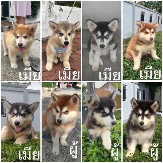 ไซบีเรียล อลาสกันผสมฮัสกี้ พันธ์แท้ ราคาแบ่งกันเลี้ยงจ้าาาา