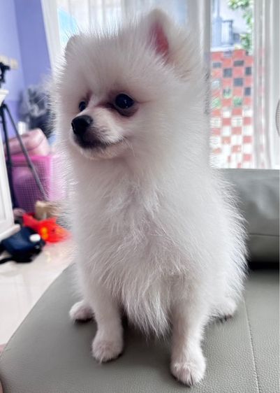 ปอมเมอเรเนียน (Pomeranian) เล็ก ปอมเมอเรเนียน