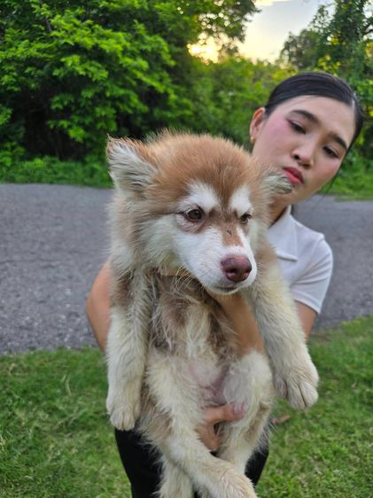 ไซบีเรียน ฮัสกี้  Siberian Husky