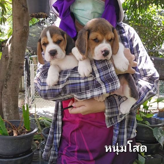 บีเกิล (Beagle) เล็ก ลูกสุนัขบีเกิ้ล แท้ สายเลือดดี มีใบ