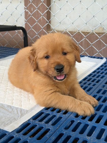 โกลเด้นรีทรีฟเวอร์ (Golden Retriever) เล็ก สุนัข