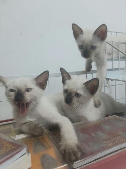 วิเชียรมาศ (Siamese Cat) ลูกแมววิเชียรมาศ มีใบเพดดีกรี