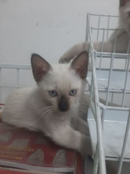 ลูกแมววิเชียรมาศ มีใบเพดดีกรี