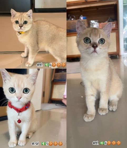 บริติช ชอร์ตแฮร์ (British Shorthair) ลูกแมวบริติช 
