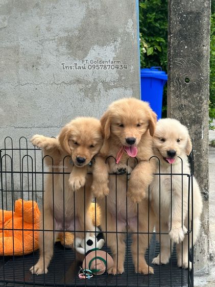 โกลเด้นรีทรีฟเวอร์ (Golden Retriever) เล็ก โกลเด้นแท้ แอดไลน์รูปสุดท้าน