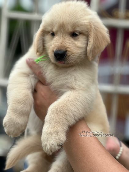 โกลเด้นแท้ แอดไลน์รูปสุดท้าน รูปที่ 4