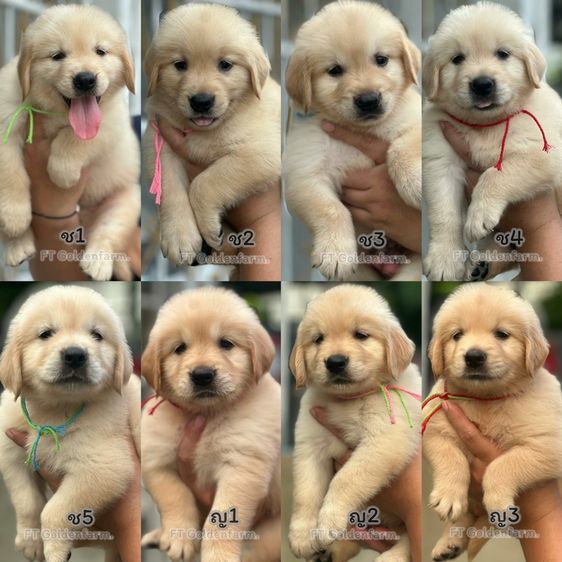 โกลเด้นรีทรีฟเวอร์ (Golden Retriever) เล็ก โกลเด้นแท้ แอดไลน์รูปสุดท้าย
