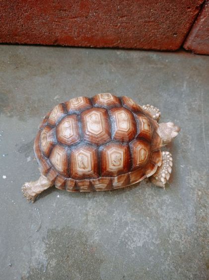 ขาย เต่าซูคาต้า  รูปที่ 4