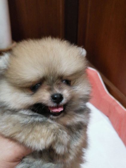 ปอมเมอเรเนียน (Pomeranian) กสุนัขปอม แท้(ตัวเล็กจิ๋ว) หน้าหมี สวยๆ ขนแน่นหนา เกิดจาก พ่อ+แม่ ปอมแท้ size เล็ก ที่บ้านและเจ้าของ post ขายเอง