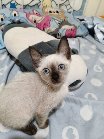 วิเชียรมาศ (Siamese Cat) วิเขียรมาศ