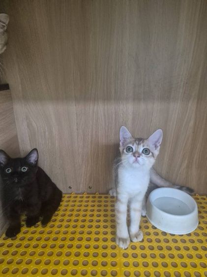 บริติช ชอร์ตแฮร์ (British Shorthair) บริติช ชอร์ตแฮร์ (British Shorthair)