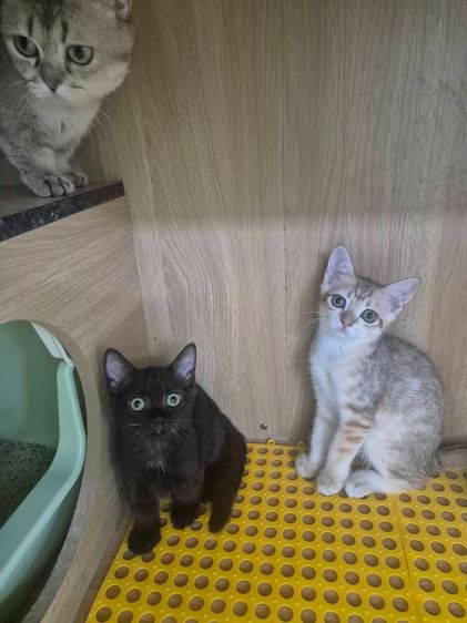 บริติช ชอร์ตแฮร์ (British Shorthair) รูปที่ 2